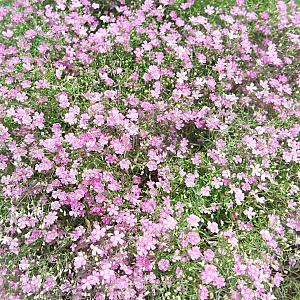 Gypsophila repens 'Rosea' Pot 9cm.