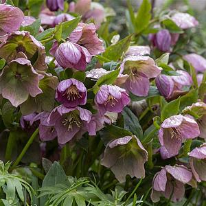 Helleborus purpurascens Pot 9cm.