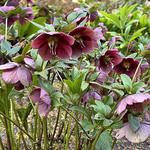 Helleborus 'Atrorubens' Pot 9cm.
