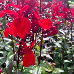 Lobelia fulgens 'Queen Victoria' Pot 9cm.