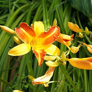 Hemerocallis 'Frans Hals' Pot 9cm.