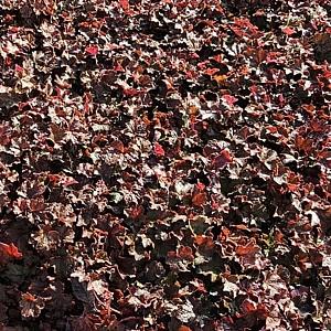 Heuchera mic. 'Palace Purple' Pot 9cm.