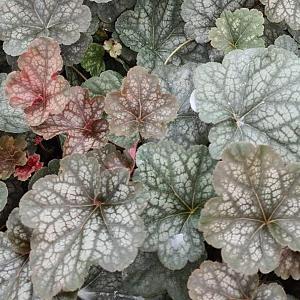 Heuchera 'Regina' Pot 9cm.