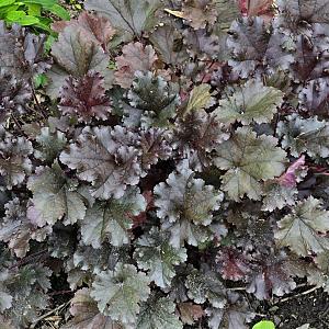 Heuchera Rachel Pot 9cm.