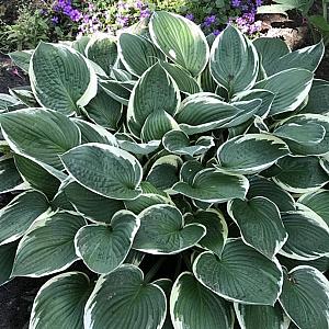Hosta for. 'Francee' Pot 9cm.