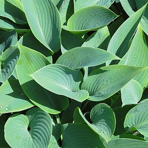 Hosta sieb. 'Elegans' Pot 9cm.