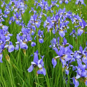 Iris sibirica Pot 9cm.