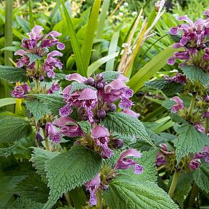 Lamium orvala Pot 9cm.
