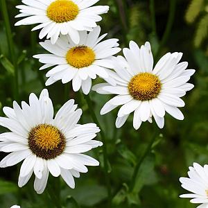 Leucanthemum vulgare 'Maiköningin' Pot 9cm.