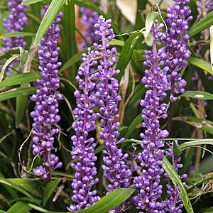 Liriope muscari 'Monymaker' Pot 9cm.