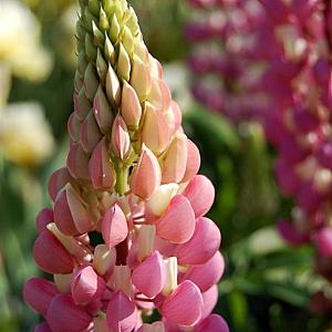 Lupinus 'Gallery Pink' Pot 9cm.