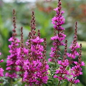 Lythrum sal. 'Zigeunerblut' Pot 9cm.