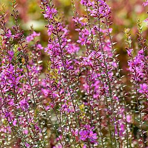 Lythrum virgatum 'Dropmore Purple' Pot 9cm.