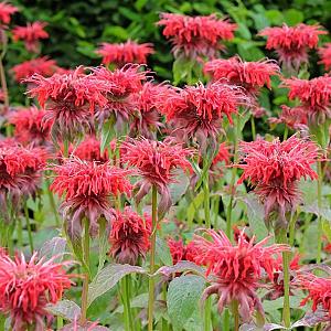 Monarda 'Cambridge Scarlet' Pot 9cm.