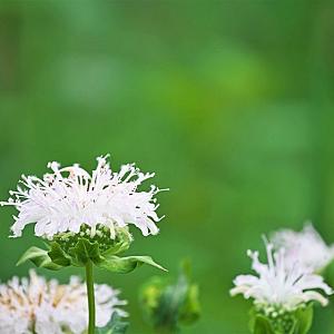 Monarda 'Schneewittchen' Pot 9cm.