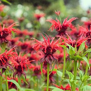 Monarda 'Squaw' Pot 9cm.