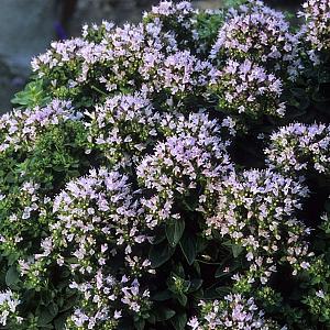 Origanum vulgare Pot 9cm.