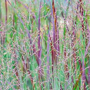 Panicum virgatum 'Rehbraun' Pot 9cm.