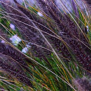 Pennisetum al. 'Black Beauty' Pot 9cm.