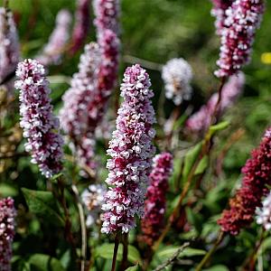 Persicaria aff. 'Superba' Pot 9cm.