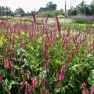 Persicaria amplexicaulis 'Rosea' Pot 9cm.