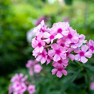 Phlox (P) 'Bright Eyes' Pot 9cm.
