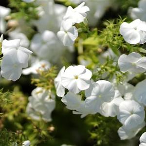 Phlox (S) 'Maischnee' Pot 9cm.