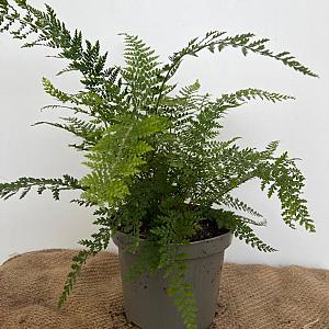Polystichum set. 'Herrenhausen' Container 2lt.