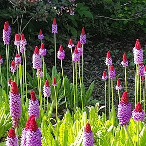Primula vialii Pot 9cm.