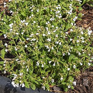 Pulmonaria off. 'Sissinghurst White Pot 9cm.