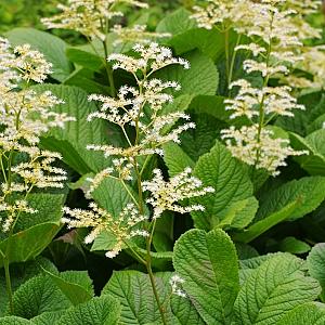 Rodgersia aesculifolia Pot 9cm.