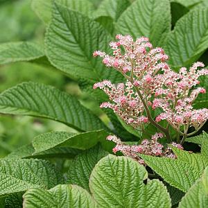 Rodgersia pin. 'Superba' Pot 9cm.