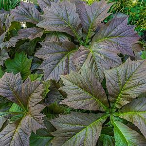 Rodgersia podophylla 'Braunlaub' Pot 9cm.