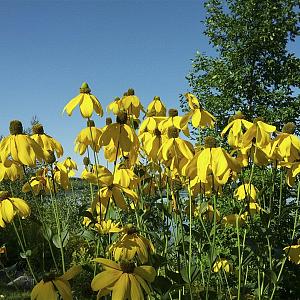 Rudbeckia nitida 'Herbstsonne' Pot 9cm.