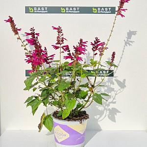 Salvia sal. 'Lake Flamingo' Container 3lt.
