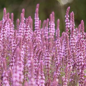 Salvia nemorosa 'Rose Queen' Pot 9cm.