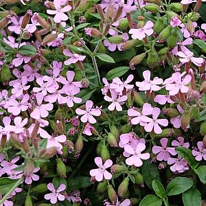 Saponaria ocymoides Pot 9cm.