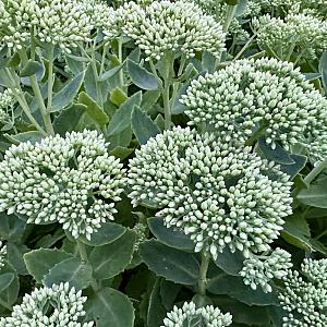 Sedum spectabile 'Stardust' Pot 9cm.