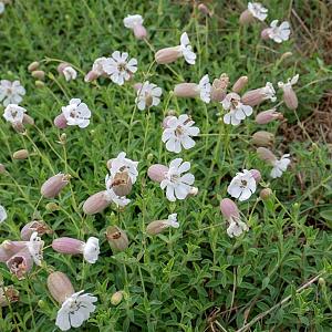 Silene maritima Pot 9cm.