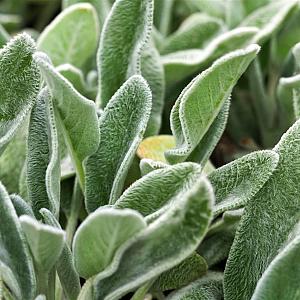 Stachys byzantina 'Big Ears' Pot 9cm.