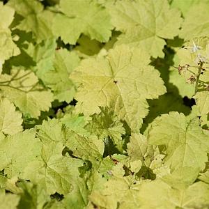 Tellima grandiflora Pot 9cm.