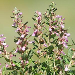 Teucrium chamaedrys Pot 9cm.