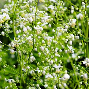 Thalictrum aquil. 'Album' Pot 9cm.