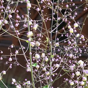 Thalictrum del. 'Hewitt's Double' Pot 9cm.
