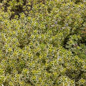 Thymus citriodorus Pot 9cm.
