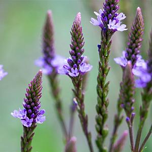 Verbena hastata Pot 9cm.