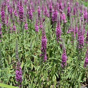 Veronica spicata 'Rotfuchs' Pot 9cm.
