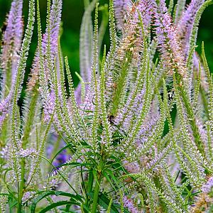 Veronicastrum virg. 'Adoration' Pot 9cm.