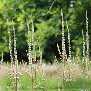 Veronicastrum virg. 'Diana' Pot 9cm.