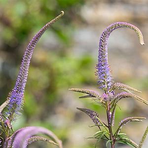 Veronicastrum virg. 'Fascination' Pot 9cm.